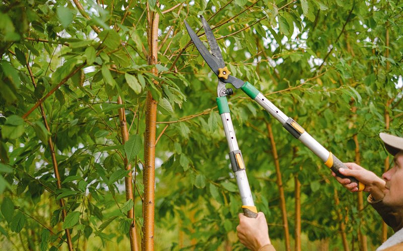 Tree trimming in New Richmond, WI